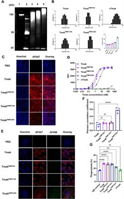 Site-oriented conjugation of poly(2-methacryloyloxyethyl phosphorylcholine) for enhanced brain delivery of antibody
